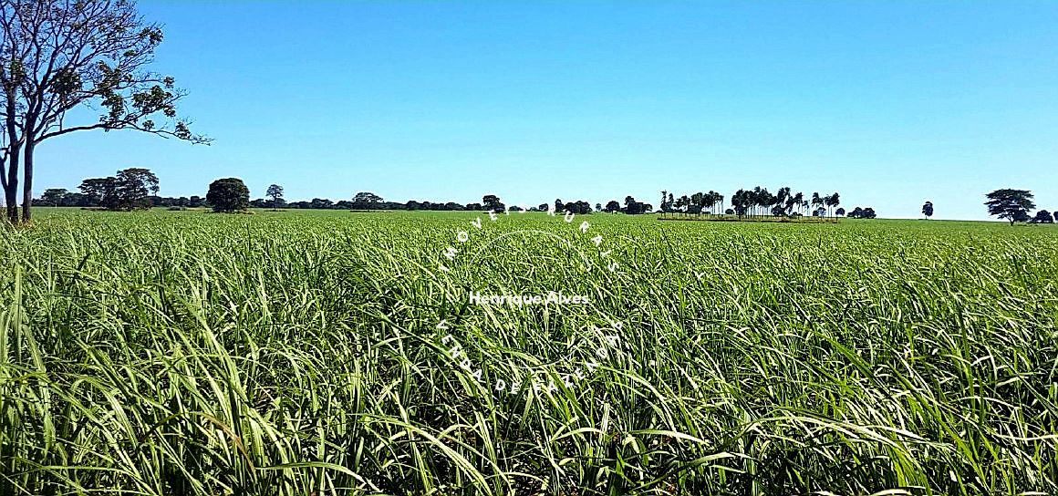 Fazenda Região Quirinopolis Goiás